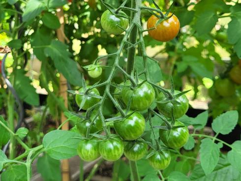 Bild BOMA: Der Gang ins Gewächshaus ist ein tägliches Erfolgserlebnis. Die Tomaten, die gestern noch grün waren, sind schon wenige Tage später intensiv rot und schmecken aromatischer als es die aus dem Supermarkt je könnten.