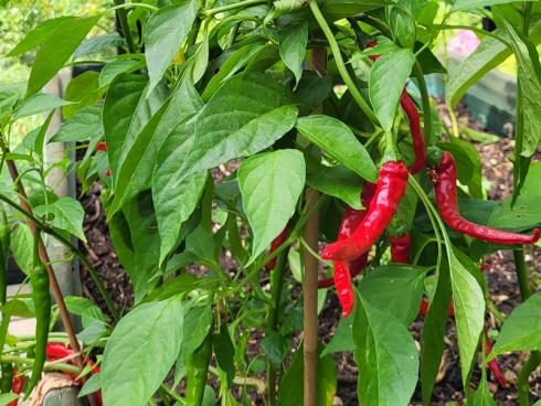 Bild BOMA: Im Gemüsebeet und vor allem im Gewächshaus ist jetzt eine Hochzeit für die Ernte: Beinahe täglich reifen neue Tomaten, aber auch Chillies, Gurken, Paprika, Auberginen, Kohl, Porree, Radieschen, Salate _.
