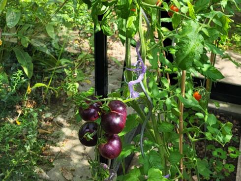 Bild BOMA: Im Gewächshaus gedeihen nicht nur die &quot;Standardtomaten&quot;, sondern es können jedes Jahr neue Sorten ausprobiert und Geschmackserlebnisse jenseits des Supermarktregals kreiert werden.