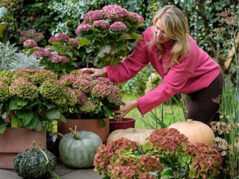 Bild Magical Hydrangea: Auf der Terrasse oder vor dem Hauseingang machen sich Hortensien in Töpfen gut, kombiniert mit verschieden farbigen Kürbissen.