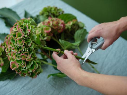 Bild Magical Hydrangea: Verwenden Sie für den Schnitt der Hortensie eine scharfe, saubere Pflanzenschere. Dadurch lässt sich unnötiger Schaden vermeiden.