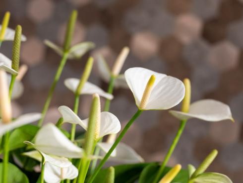 Foto: anthuriuminfo. - Die Hochblätter der Anthurien sorgen in der dunklen Jahreszeit für helle Reflexe in der Wohnung.