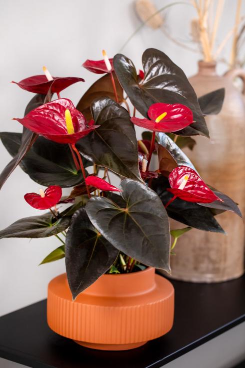 Foto: anthuriuminfo. - Ausreichend Licht und im Idealfall 18 bis 25 Grad Celsius, dann fühlen sich die Anthurien im Topf rundum wohl.