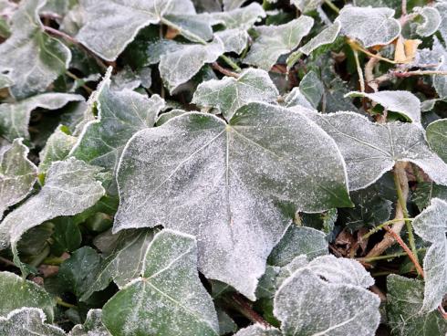 Bild BGL: Efeu produziert wie viele andere Pflanzen sein eigenes Frostschutzmittel mit Hilfe von eingelagertem Zucker. Dieses setzt den Gefrierpunkt herab und sichert im Winter das Überleben der Pflanze.