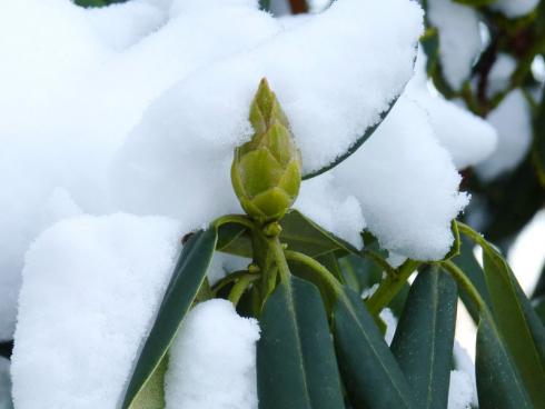 Bild BGL: Immergrüne wie der Rhododendron rollen im kalten Winter ihre Blätter ein, um die Oberfläche zu verringern.