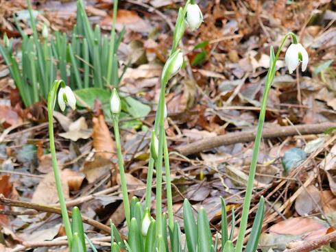 Bild BGL: Die meisten Stauden, Knollen- und Zwiebelpflanzen ziehen sich in ihre ‹berdauerungsorgane im wärmeren Boden zurück und verbringen dort den Winter, bevor sie im Frühjahr wieder austreiben.