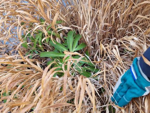 Bild BGL: In den Stauden- und Gräserbeeten regt sich je nach Witterung schon im Winter wieder das Leben. Wer ihnen Platz geben möchte, schneidet altes Laub früh im Jahr mutig zurück.