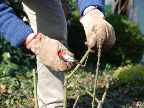Bild BGL: Rosen - ebenso Kletterpflanzen und einige grössere und kleinere Gehölze - sollten nun einen fachmännischen, formenden und wuchsfördernden Schnitt bekommen.
