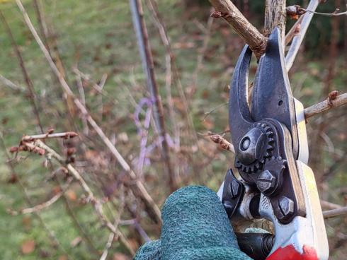 Foto: BGL. - Wichtig ist der richtige Ansatz der Schere, damit die Schnittwunden schnell zuwachsen.