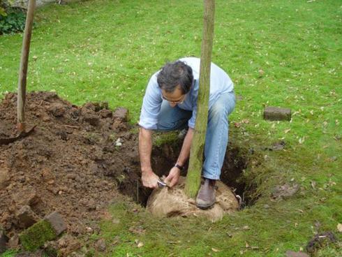 Foto: BGL. - Beim Ausgraben in der Baumschule oder beim Transport gehen oft feine Wurzeln verloren, der Pflanzschnitt sorgt für ein ausgewogenes Verhältnis zwischen Wurzel und Krone.
