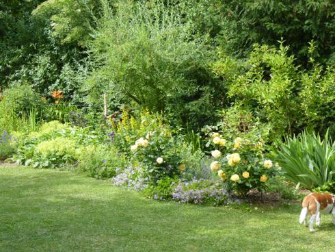 Bild BGL: Ein sattgrüner Rasen ist das Aushängeschild vieler Gärten und für viele Gartenbesitzende das Sinnbild eines gepflegten Grundstücks.