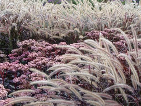 Foto: BGL. - Weltweit gibt es ca. 14.000 Arten von Gräsern mit ganz unterschiedlichen Wuchsformen, Farben und Standortansprüchen.
