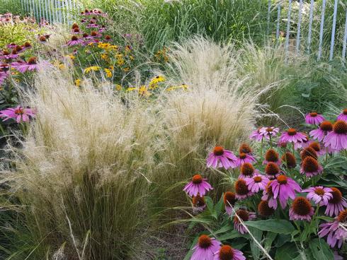 Foto: BGL. - Gräser eignen sich hervorragend f¸r spannende Kompositionen mit Stauden