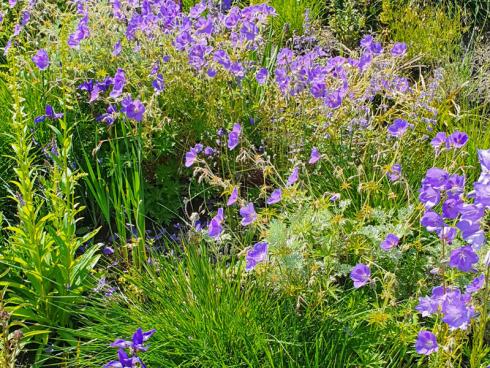 Bild elegrass.: Biostauden für das blaue Beet mit u.a. Glockenblumen (Campanula) und Salbei (Salvia) und Gräsern.