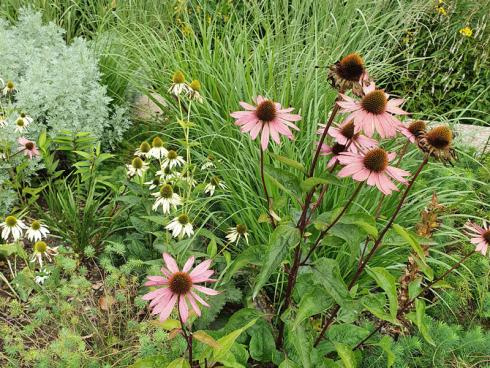 Bild elegrass.: Gräser und Stauden sind im Sommer ein echtes Dreamteam im Garten. Und wenn die Sonnenhüte längst verblüht sind, strahlen die Gräser immer noch.
