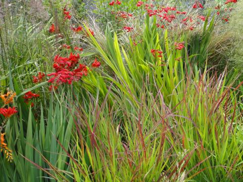Bild elegrass.: Herrlich wild. Verschiedene Gräser u.a. das rote Japanblutgras 'Red Baron', das zum Blütenfeuer der Montbretie wunderbar passt.