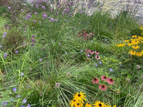 Bild elegrass.: Verbena bonariensis und Strahlkraft durch die Sonnenhüte, harmonisch verbunden durch verschiedene bodendeckende und langhalmige Gräserarten.