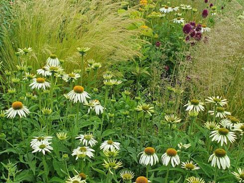 Bild BGL: Ein echter Gartenschmuck ist der Sonnenhut (Echinacea), der Hitze gut verträgt und farbliche Akzente setzt.