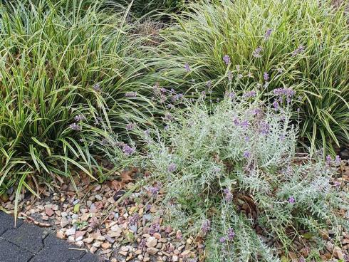 Bild elegrass.:Die buntlaubige Japansegge (Carex) w‰chst problemlos in diesem Vorgarten, der einst steinig war. Es ist auflerdem wintergr¸n und braucht keinen Schnitt.