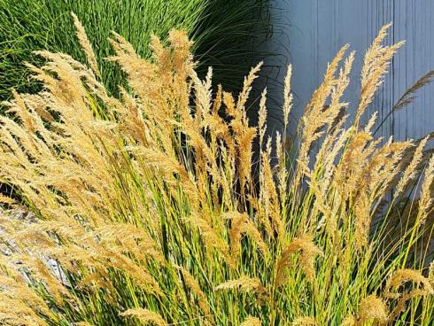 Bild elegrass.:Hochwachsende Reitgr‰ser (Calamagrostis) sind ab der zweiten Jahresh‰lfte besonders attraktiv und ganzj‰hrig pflegeleicht.