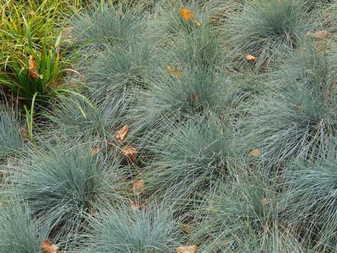 Bild elegrass.:Blauschwingel (Festuca) ist ein beliebtes Ziergras, das ganzj‰hrig f¸r Bodendeckung sorgt.