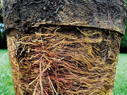 Bild klimafarmer: Werden Bäume in normalen Töpfen kultiviert, können Ringelwurzeln entstehen, die sie lebenslang beeinträchtigen.