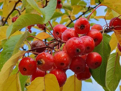 Bild BGL: Die Früchte des Zierapfels (Malus) sind im Herbst und Winter wertvolle Nahrungsergänzung für Vögel und andere Gartengäste.