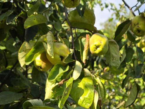 Bild BGL: Quitten (Cydonia oblongata) sind aussergewöhnliche Gartensträucher, deren Früchte sich zu köstlichen Gelees verarbeiten lassen. 