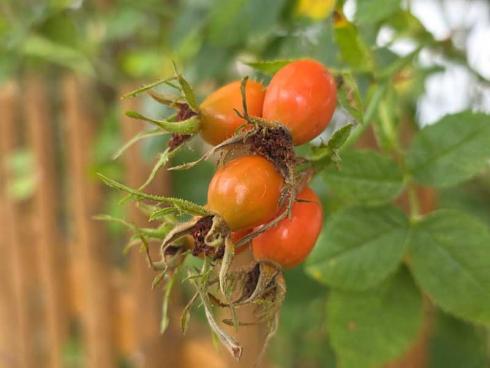 Bild BGL: Die Früchte der Wildrosen heissen Hagebutten und sind nicht nur schön anzusehen, sondern bieten auch wertvolle Nahrung für Gartenvögel.