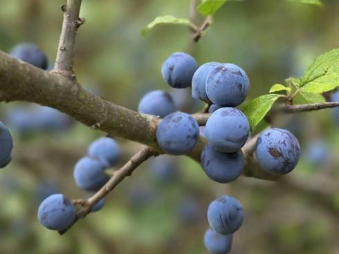 Bild BGL: Schlehen (Prunus spinosa) sind mit ihrer frühen Blüte im Frühjahr und mit ihren vitaminreichen Früchten im Herbst nützliche und beliebte Wildgehölze auch in Privatgärten. 