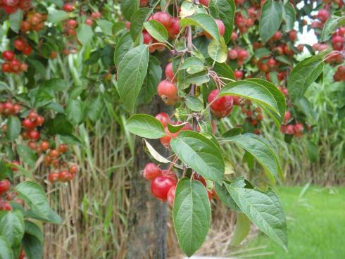 Bild BGL: Verschiedene fruchttragende Pflanzen wie dieser Zierapfel bieten Insekten und Vögeln Nahrung und Lebensraum.