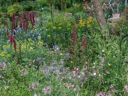 RHS / Neil Hepworth / The Resilience Garden