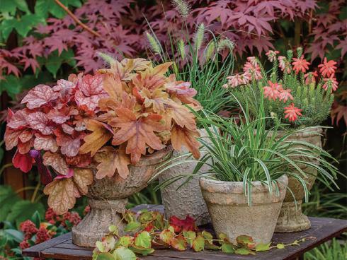 Bild Picturegarden Rohner:  Herbstarrangement mit Purpurglöckchen (Heuchera), Bastardschaumblüte (Heucherella),  Ziergräsern (Ca rex morrowii, Pennisetum alopecuroides) und einer Erika. 