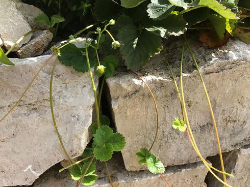 Bild garten.ch: Erdbeerranken fallen über eine Bruchsteinmauer