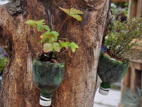 Bild garten.ch: Upcycling von Pet-Flaschen mit Erdbeerkultur