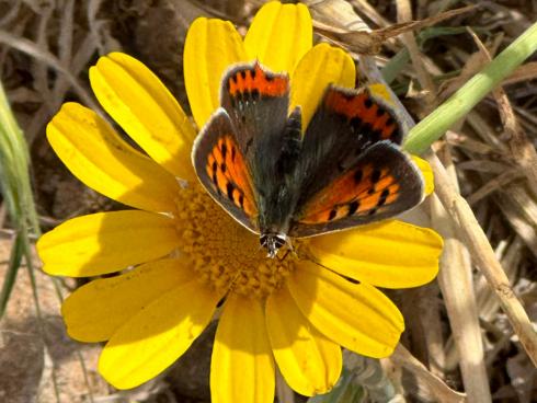 Bild garten.ch: Mit einer für Insekten attraktiven Bepflanzung kommt richtig Leben in den Garten. 
