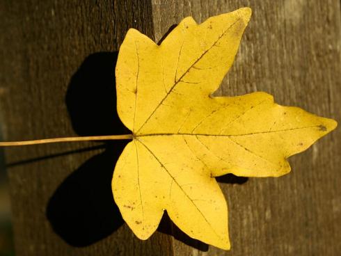 Bild garten.ch: Meistens eine gute Wahl. Einheimische Gehölze, die wenig Wasser benötigen, hier Feldahorn in Herbstfärbung.