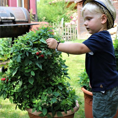 Bild Lubera: Felix und die Zwerghimbeeren