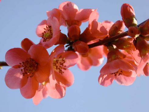 Bild: garten.ch Feuerbusch ein leuchtender Frühjahrsbote