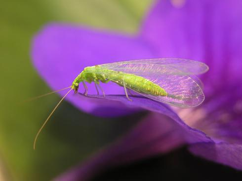 Florfliegen sind im Frühjahr auf Pollen von Bäumen angewiesen, die als erste blühen (Mario Waldburger, Agroscope)