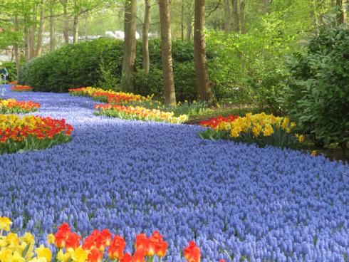 Bild garten.ch: Keukenhof NL Landschaft mit Traubenhyazinthen und Tulpen