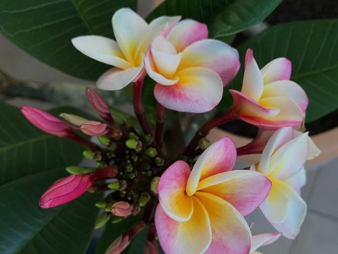 Bild garten.ch: Frangipani ist eine Tropenpflanze. Diese kann man gut im Sommer im Wintergarten lassen. Im Winter sollte der Wintergarten beheizt sein im Temperaturbereich 15 Grad bis Zimmertemperatur.. 