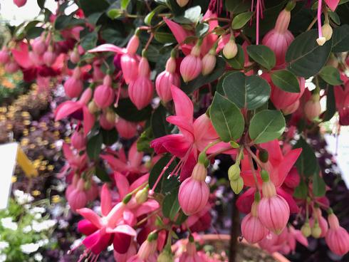 Bild garten.ch: Fuchsien setzen Akzente im Schatten. Sie lassen sich zudem gut überwintern.