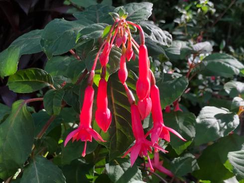 Bild garten.ch: Fuchsien gedeihen prächtig in einem halbschattigem Umfeld. Diese eher anspruchslose Balkonpflanze ist geeignet für Anfängerinnen und Anfänger.
