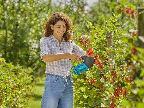 Bild Gardena: Mit dem neuen GARDENA combisystem Beerensammler ist die Ernte von empfindlichen Beeren schnell erledigt. Durch verstellbare Kunststoffzähne kann er auch für Steinobst verwendet werden. 