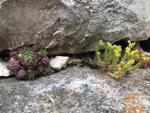 Bild garten.ch: Stützmauer mit südwestlicher Exposition. In Mauerritzen gepflanzte Hauswurze und Fetthennen. Die ersten Jahre brauchen sie etwas Pflege. Gut angewurzelt vermehren sie sich von selbst.