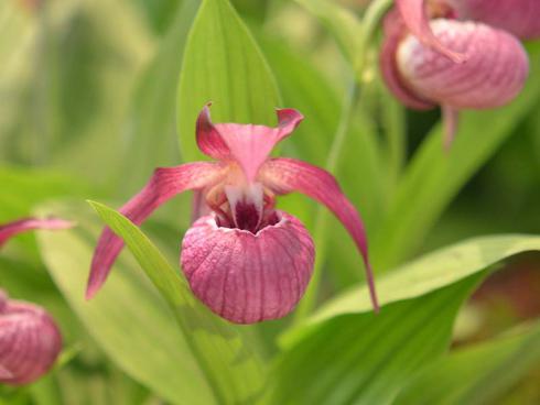 Bild: JardinSuisse Garten Frauenschuh Hybride