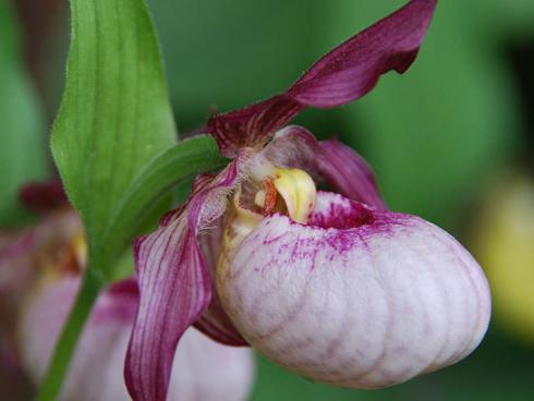 Bild: JardinSuisse Garten Frauenschuh Hybride