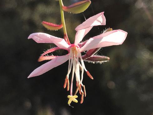 Bild garten.ch: Anstelle der Wasser liebenden Phlox und Rittersporn gibt es viele Stauden, die mit wenig auskommen, z.B. die Prachtkerze (Gaura lindheimeri)