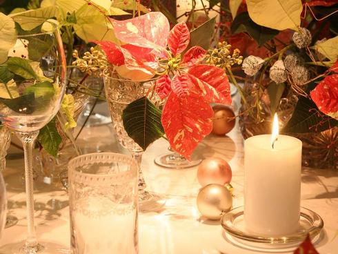 Bild: Poinsettien sind die Stars auf Schneewittchens Tafel beim Presseevent „Sterne verbinden – Once upon a Star“ in Hamburg. 